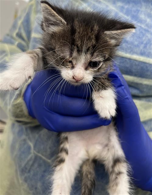ACURA, Baby Domestic Short Hair (medium coat), cat for adoption in Hurst, Texas