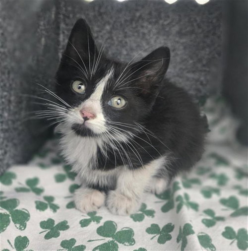 INFINITI, Baby Domestic Short Hair (medium coat), cat for adoption in Hurst, Texas