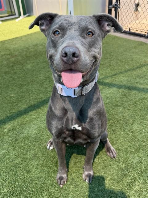 PRINCESS, an adoptable Pit Bull Terrier in Dallas, TX