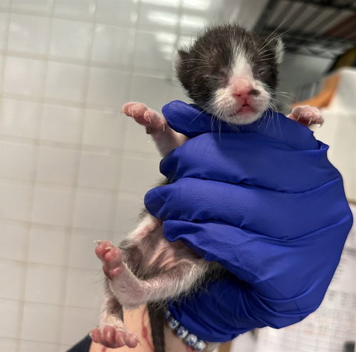 ONIX, Baby Domestic Medium Hair (medium coat), cat for adoption in Hurst, Texas