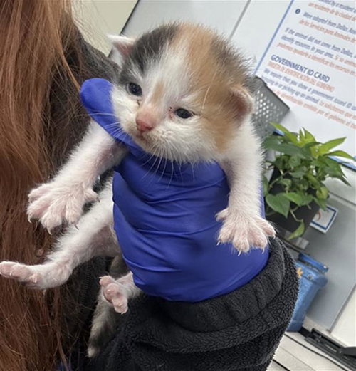 NAMI, Baby Domestic Short Hair (medium coat), cat for adoption in Hurst, Texas