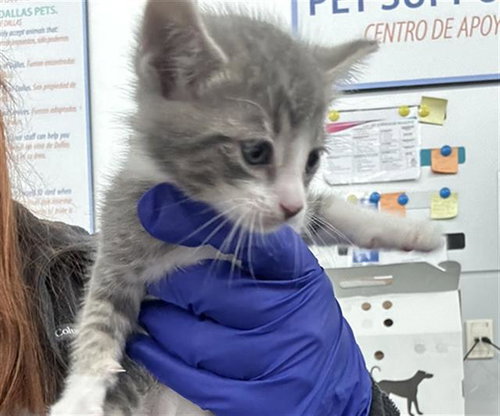 HYPNO, Baby Domestic Short Hair (medium coat), cat for adoption in Hurst, Texas