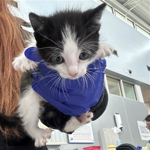 DRATINI, Baby Domestic Short Hair (medium coat), cat for adoption in Hurst, Texas