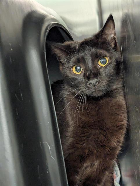 INDIGO, Young Domestic Short Hair (short coat), cat for adoption in Hurst, Texas
