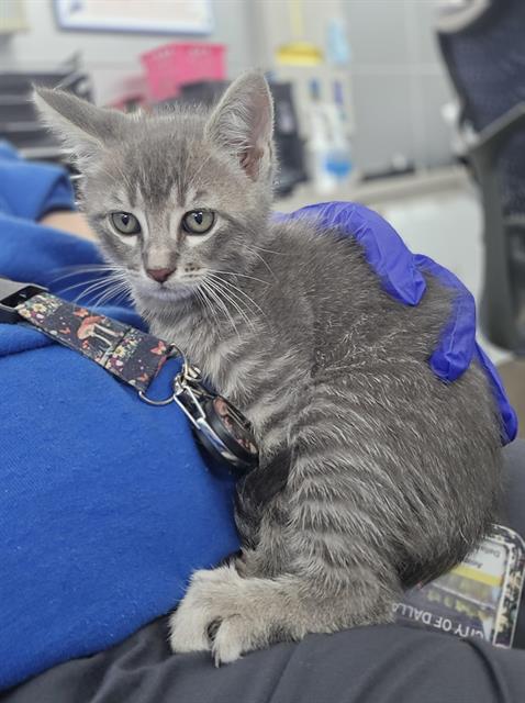 MEOWTH, Baby Domestic Short Hair (medium coat), cat for adoption in Hurst, Texas