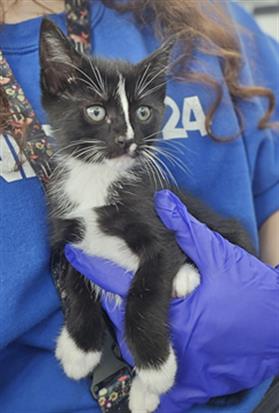 GROWLITHE, Baby Domestic Short Hair (medium coat), cat for adoption in Hurst, Texas