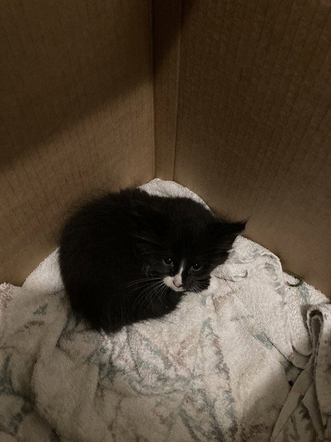 SHADOW, Baby Domestic Short Hair (medium coat), cat for adoption in Hurst, Texas