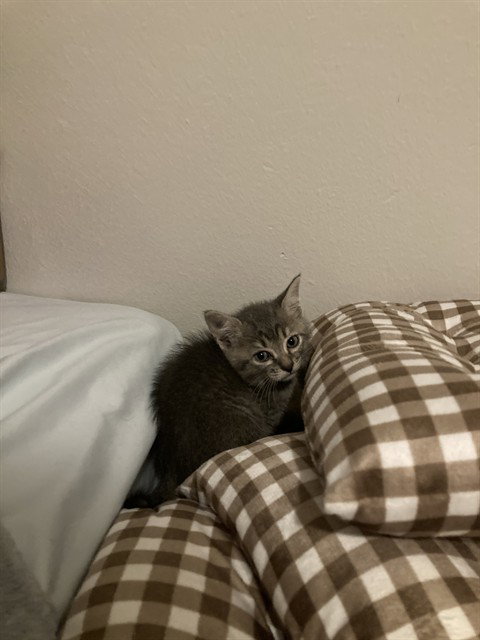BUFFY, Baby Domestic Short Hair (medium coat), cat for adoption in Hurst, Texas