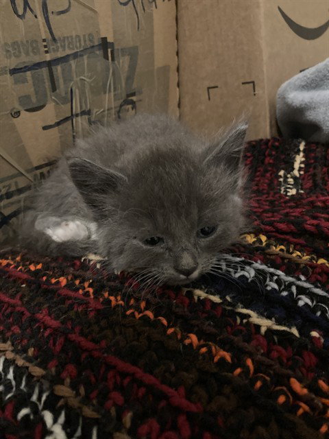 MITTENS, Baby Domestic Short Hair (medium coat), cat for adoption in Hurst, Texas