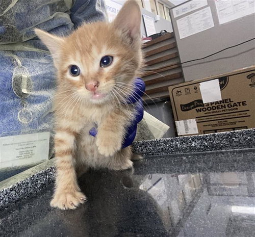 SKY, Baby Domestic Short Hair (medium coat), cat for adoption in Hurst, Texas
