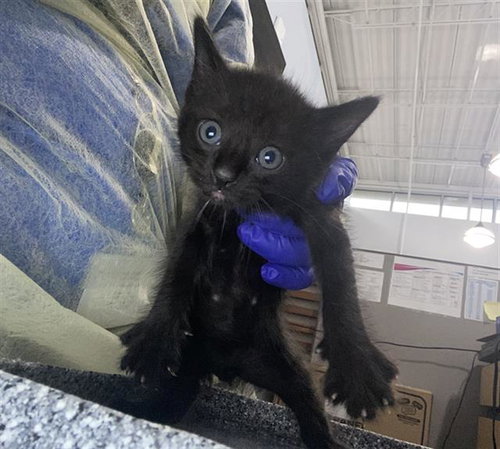 LEO, Baby Domestic Short Hair (medium coat), cat for adoption in Hurst, Texas