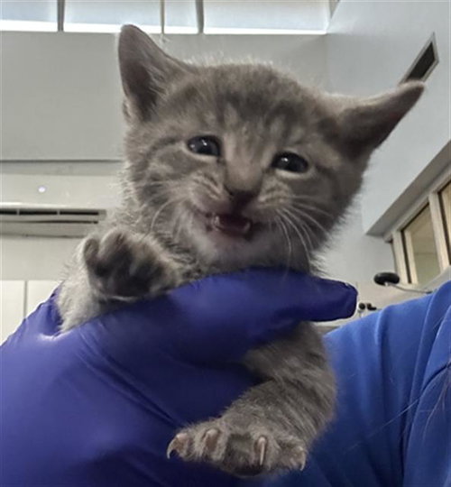 RAIN, Baby Domestic Short Hair (medium coat), cat for adoption in Hurst, Texas