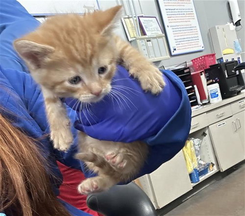 MONSOON, Baby Domestic Short Hair (medium coat), cat for adoption in Hurst, Texas