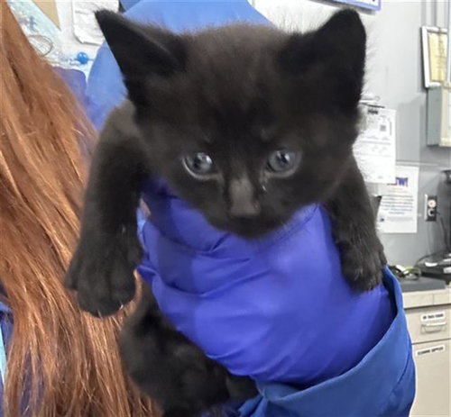 STORM, Baby Domestic Short Hair (medium coat), cat for adoption in Hurst, Texas