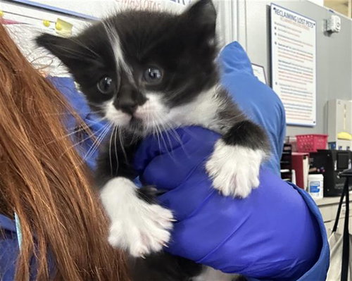 SLEET, Baby Domestic Short Hair (medium coat), cat for adoption in Hurst, Texas