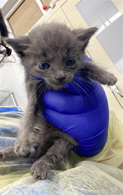 SOL, Baby Domestic Short Hair (medium coat), cat for adoption in Hurst, Texas