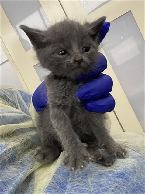 WINDY, Baby Domestic Short Hair (medium coat), cat for adoption in Hurst, Texas