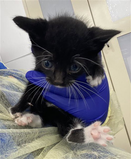 STORMY, Baby Domestic Short Hair (medium coat), cat for adoption in Hurst, Texas