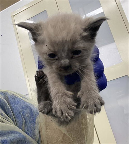 CLOUD, Baby Domestic Short Hair (medium coat), cat for adoption in Hurst, Texas