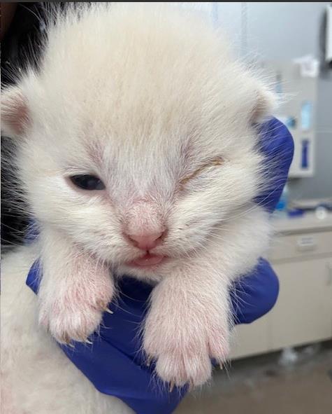 LEON, Baby Domestic Short Hair (medium coat), cat for adoption in Hurst, Texas