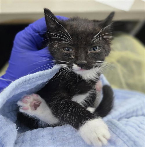 WHIRLWIND, Baby Domestic Short Hair (medium coat), cat for adoption in Hurst, Texas
