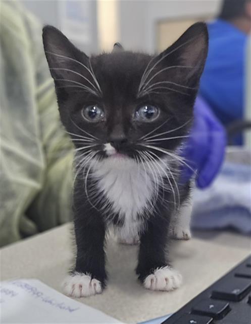 SPRINKLE, Baby Domestic Short Hair (medium coat), cat for adoption in Hurst, Texas