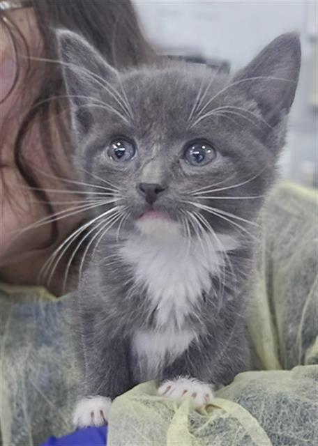 DEWEY, Baby Domestic Short Hair (medium coat), cat for adoption in Hurst, Texas