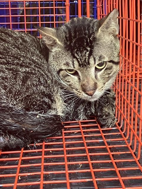 PRISCILLA, Young Domestic Short Hair (medium coat), cat for adoption in Hurst, Texas