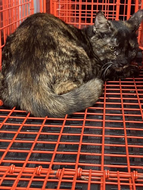 ASHLEY, Young Domestic Short Hair (medium coat), cat for adoption in Hurst, Texas
