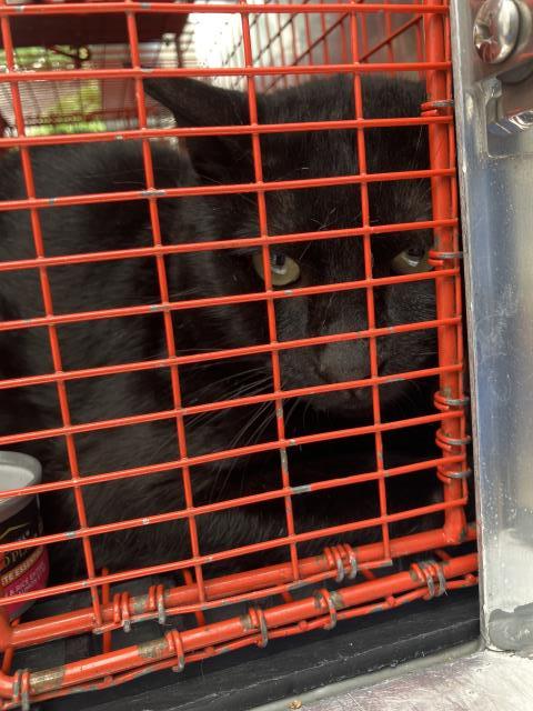DILLON, Young Domestic Short Hair (medium coat), cat for adoption in Hurst, Texas