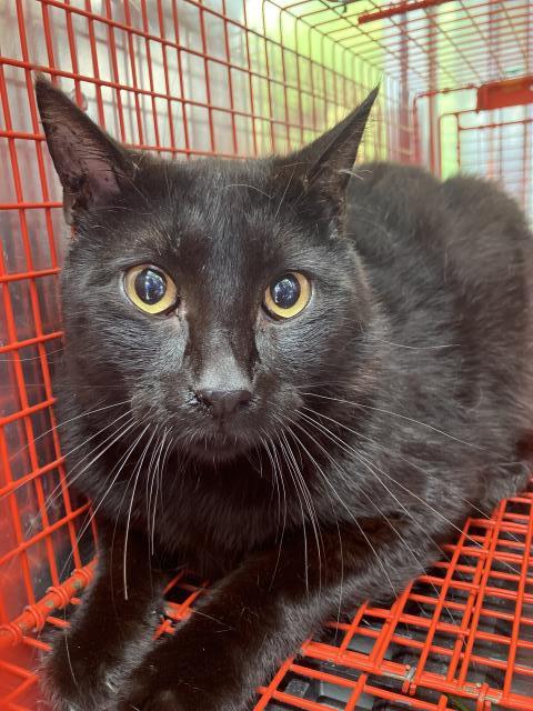 DAISY, Young Domestic Short Hair (medium coat), cat for adoption in Hurst, Texas