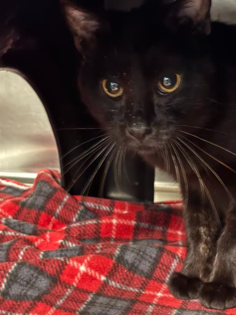 DAVID, Young Domestic Short Hair (medium coat), cat for adoption in Fort Worth, Texas