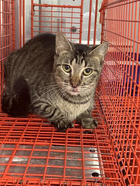 SILVY, Young Domestic Short Hair (medium coat), cat for adoption in Hurst, Texas