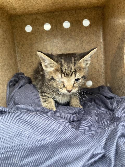 DASH, Baby Domestic Short Hair (medium coat), cat for adoption in Hurst, Texas