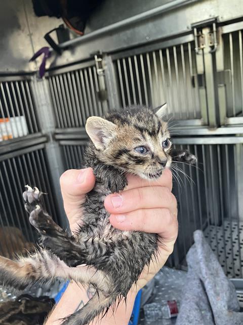 BUTTERCUP, Baby Domestic Medium Hair (medium coat), cat for adoption in Hurst, Texas