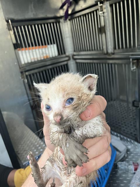BUBBLES, Baby Domestic Medium Hair (medium coat), cat for adoption in Hurst, Texas