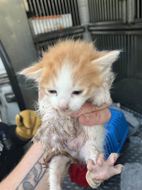 BLOSSOM, Baby Domestic Medium Hair (medium coat), cat for adoption in Hurst, Texas