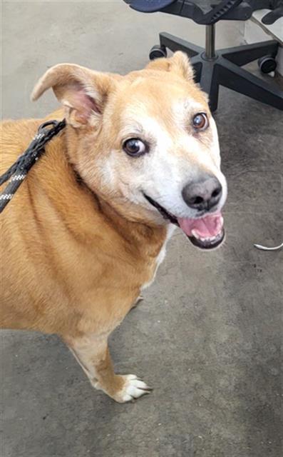 SONY, an adoptable Rhodesian Ridgeback in Dallas, TX