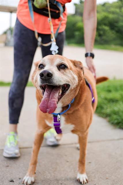 SONY, an adoptable Rhodesian Ridgeback in Dallas, TX