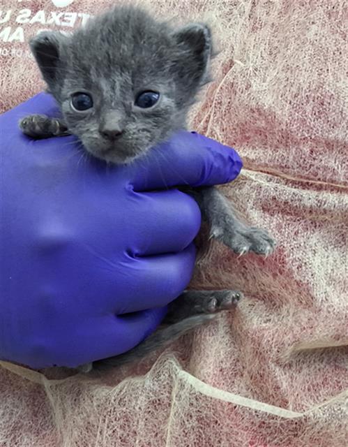 SNAKE, Baby Domestic Short Hair (medium coat), cat for adoption in Hurst, Texas