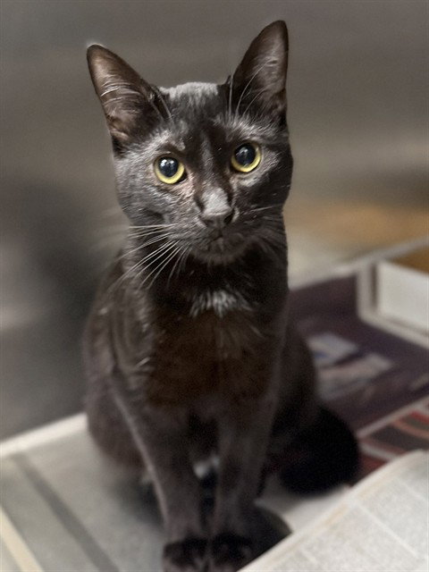 LUNA, Adult Domestic Short Hair (medium coat), cat for adoption in Hurst, Texas