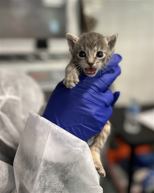 JASPER, Baby Domestic Short Hair (medium coat), cat for adoption in Hurst, Texas