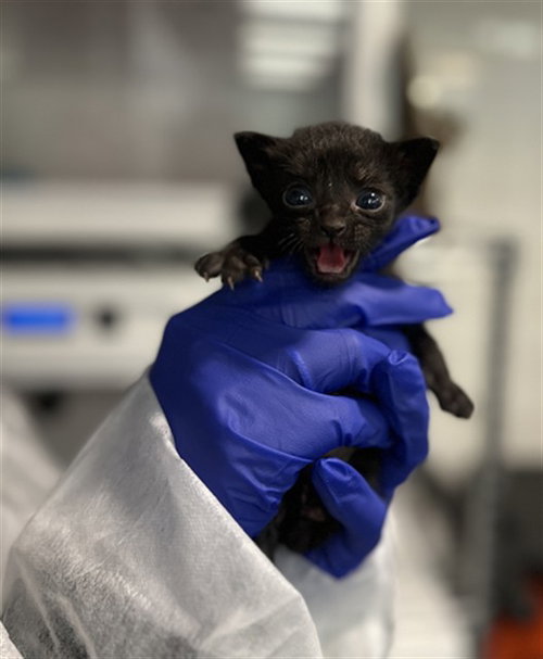 ALICE, Baby Domestic Short Hair (medium coat), cat for adoption in Hurst, Texas