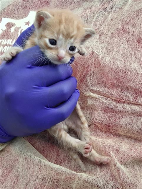 TURTLE, Baby Domestic Short Hair (medium coat), cat for adoption in Hurst, Texas