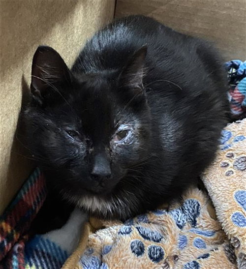 BILLY, Baby Domestic Short Hair (medium coat), cat for adoption in Hurst, Texas