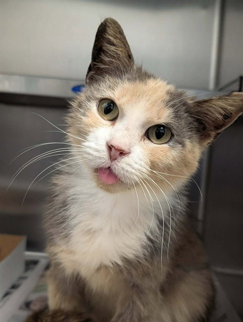 BOA, Adult Domestic Short Hair (medium coat), cat for adoption in Hurst, Texas