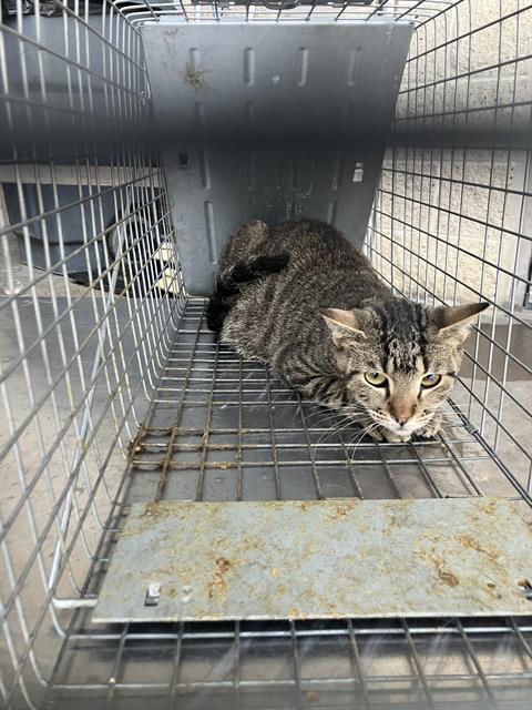 RAGE, Young Domestic Short Hair (medium coat), cat for adoption in Hurst, Texas
