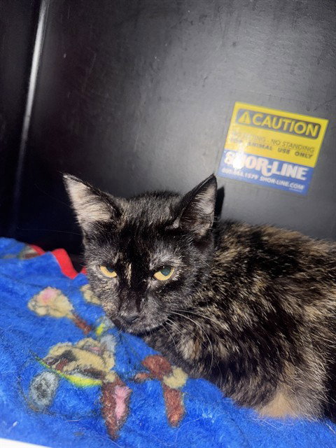 HAPPY, Young Domestic Short Hair (medium coat), cat for adoption in Hurst, Texas