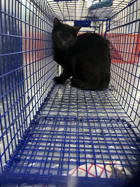 REBEL, Young Domestic Short Hair (medium coat), cat for adoption in Hurst, Texas