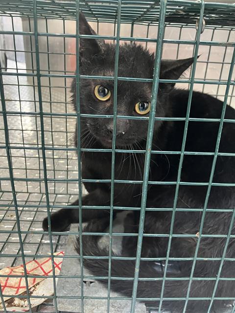 ROUGE, Young Domestic Short Hair (medium coat), cat for adoption in Hurst, Texas